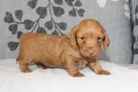 Peaches, a female Miniature Dachshund for sale in Richland, MO – 2 of 6