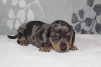 Willow, a female Miniature Dachshund for sale in Richland, MO – 8 of 10
