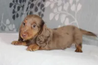 Finn, a male Miniature Dachshund for sale in Richland, MO – 8 of 10