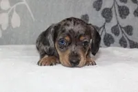 Willow, a female Miniature Dachshund for sale in Richland, MO – 10 of 10