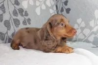 Finn, a male Miniature Dachshund for sale in Richland, MO – 2 of 10