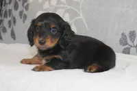 Max, a male Miniature Dachshund for sale in Richland, MO – 6 of 10