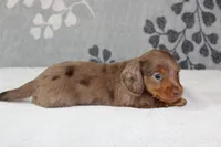 Finn, a male Miniature Dachshund for sale in Richland, MO – 5 of 6