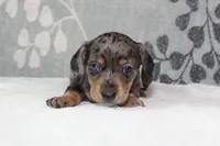 Willow, a female Miniature Dachshund for sale in Richland, MO – 6 of 10