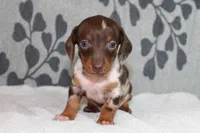 Ranger, a female Miniature Dachshund for sale in Richland, MO – Photo 5 of 10