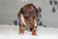 Ranger, a female Miniature Dachshund for sale in Richland, MO – Photo 7 of 10