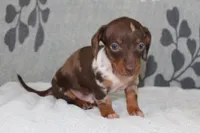 Ranger, a female Miniature Dachshund for sale in Richland, MO – Photo 6 of 10