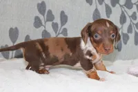 Ranger, a female Miniature Dachshund for sale in Richland, MO – Photo 8 of 10