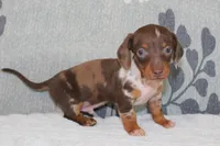 Ranger, a female Miniature Dachshund for sale in Richland, MO – Photo 3 of 10