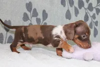 Ranger, a female Miniature Dachshund for sale in Richland, MO – Photo 10 of 10