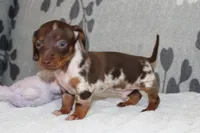 Ranger, a female Miniature Dachshund for sale in Richland, MO – Photo 2 of 10