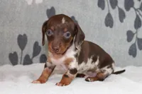 Ranger, a female Miniature Dachshund for sale in Richland, MO – Photo 4 of 10