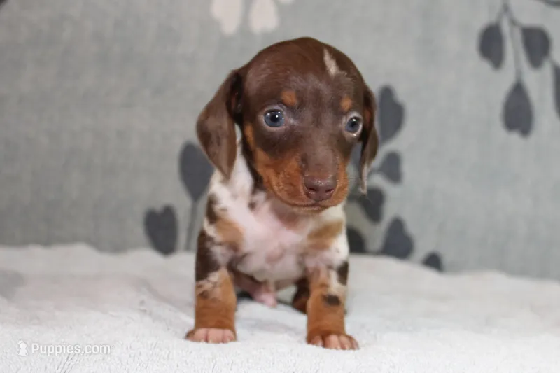 Ranger, a female Miniature Dachshund for sale in Richland, MO – Photo 1 of 10
