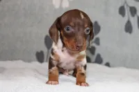 Ranger, a female Miniature Dachshund for sale in Richland, MO – Photo 1 of 10