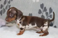 Ranger, a female Miniature Dachshund for sale in Richland, MO – Photo 9 of 10