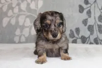 Ivy, a female Miniature Dachshund for sale in Richland, MO – 2 of 10