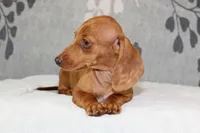 Rosie, a female Miniature Dachshund for sale in Richland, MO – 5 of 10