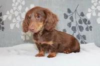 Waylon, a male Miniature Dachshund for sale in Richland, MO – 3 of 10