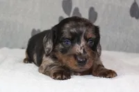 Gus, a male Miniature Dachshund for sale in Richland, MO – 3 of 7