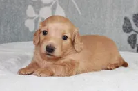 Buddy, a male Miniature Dachshund for sale in Richland, MO – 4 of 10