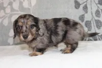 Ivy, a female Miniature Dachshund for sale in Richland, MO – 8 of 10