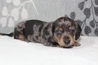 Willow, a female Miniature Dachshund for sale in Richland, MO – 1 of 10