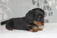 Max, a male Miniature Dachshund for sale in Richland, MO – 4 of 10