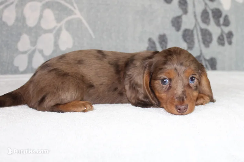Skipper – Miniature Dachshund puppy for sale in Richland, MO