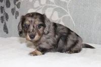 Ivy, a female Miniature Dachshund for sale in Richland, MO – 7 of 10