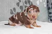 Freckles, a male Miniature Dachshund for sale in Richland, MO – 6 of 9