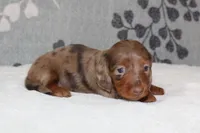 Coco, a female Miniature Dachshund for sale in Richland, MO – 7 of 8