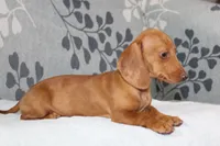 Rosie, a female Miniature Dachshund for sale in Richland, MO – 4 of 10