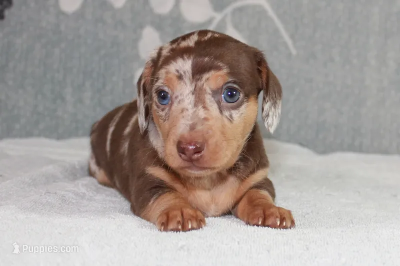 Freckles – Miniature Dachshund puppy for sale in Richland, MO