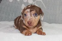 Freckles, a male Miniature Dachshund for sale in Richland, MO – 1 of 9