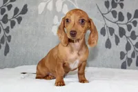 Rosie, a female Miniature Dachshund for sale in Richland, MO – 6 of 10