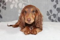 Waylon, a male Miniature Dachshund for sale in Richland, MO – 10 of 10