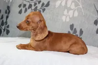 Rosie, a female Miniature Dachshund for sale in Richland, MO – 3 of 10