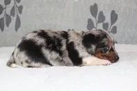 Chip, a male Miniature Dachshund for sale in Richland, MO – 3 of 5