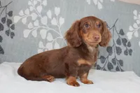 Waylon, a male Miniature Dachshund for sale in Richland, MO – 7 of 10