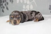Willow, a female Miniature Dachshund for sale in Richland, MO – 9 of 10