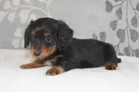Max, a male Miniature Dachshund for sale in Richland, MO – 3 of 10