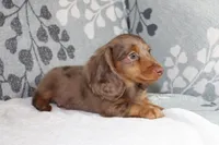 Finn, a male Miniature Dachshund for sale in Richland, MO – 9 of 10