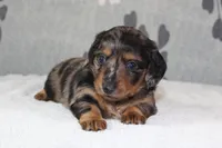 Sophie, a female Miniature Dachshund for sale in Richland, MO – 2 of 10