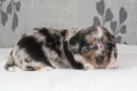 Chip, a male Miniature Dachshund for sale in Richland, MO – 2 of 5