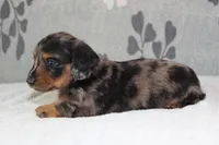 Sophie, a female Miniature Dachshund for sale in Richland, MO – 9 of 10