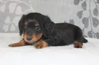 Max, a male Miniature Dachshund for sale in Richland, MO – 9 of 10