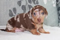 Freckles, a male Miniature Dachshund for sale in Richland, MO – 4 of 9