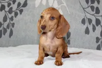 Ruby, a female Miniature Dachshund for sale in Richland, MO – 5 of 10