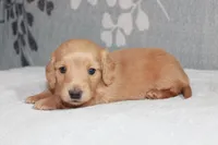 Buddy, a male Miniature Dachshund for sale in Richland, MO – 6 of 10