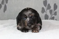 Bear, a male Miniature Dachshund for sale in Richland, MO – 3 of 4